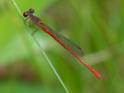 Telebasis digiticollis (Marsh Firetail) male-5.jpg